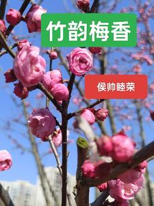 梅韵竹风是什么意思?