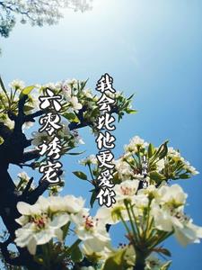 六零年代我宠你txt百度云